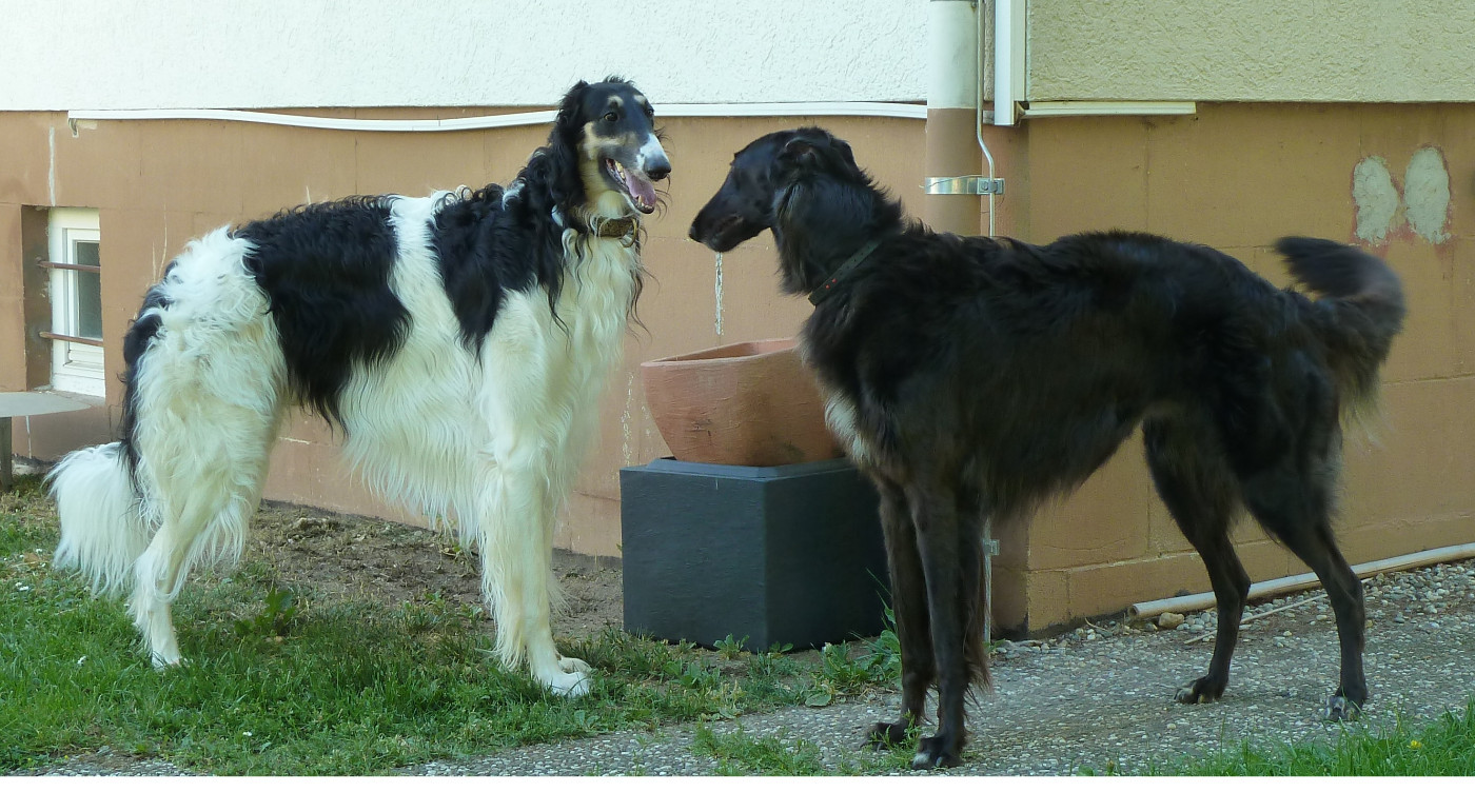 Album des chiens