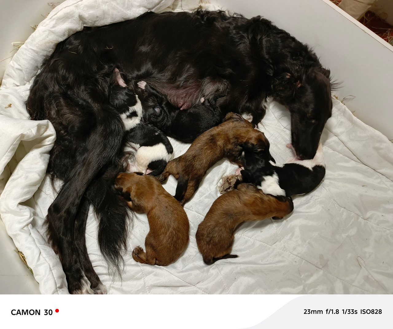 Chiot Barzoi Du moulin lointain