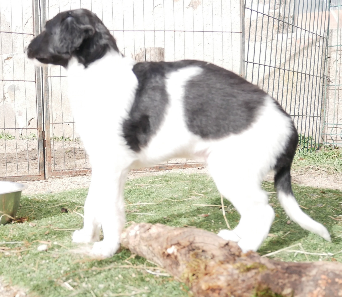 Du moulin lointain - Chiots disponibles - Barzoi