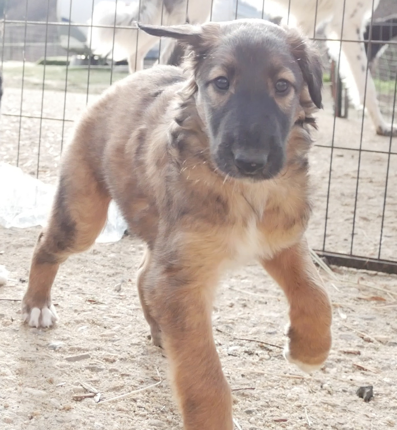 Du moulin lointain - Chiots disponibles - Barzoi