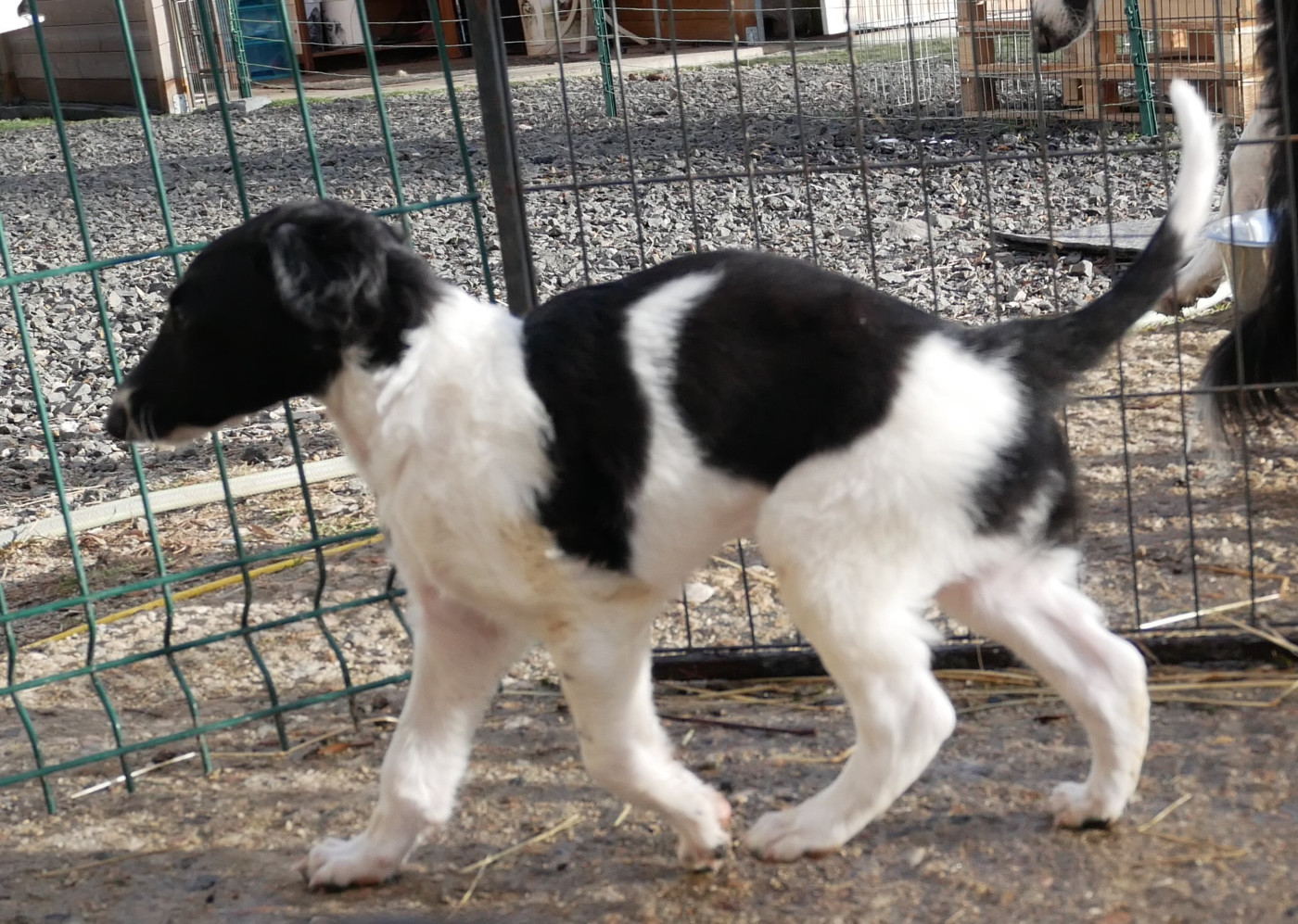 Du moulin lointain - Chiots disponibles - Barzoi