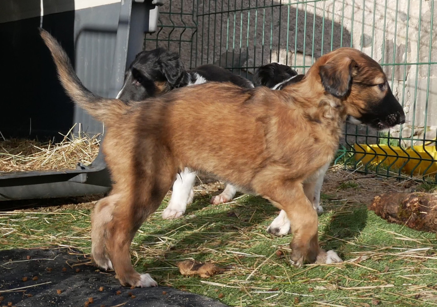 Du moulin lointain - Chiots disponibles - Barzoi