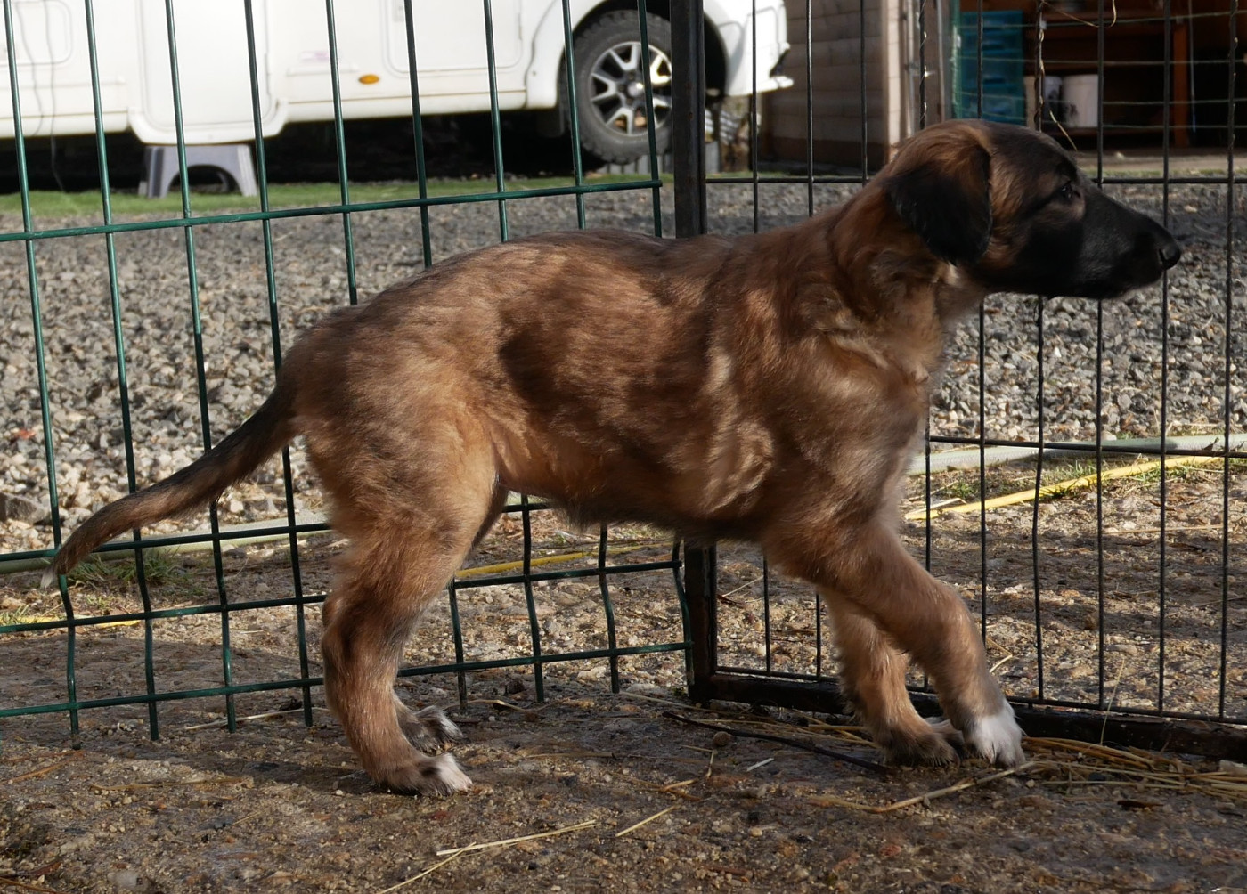 Du moulin lointain - Chiots disponibles - Barzoi