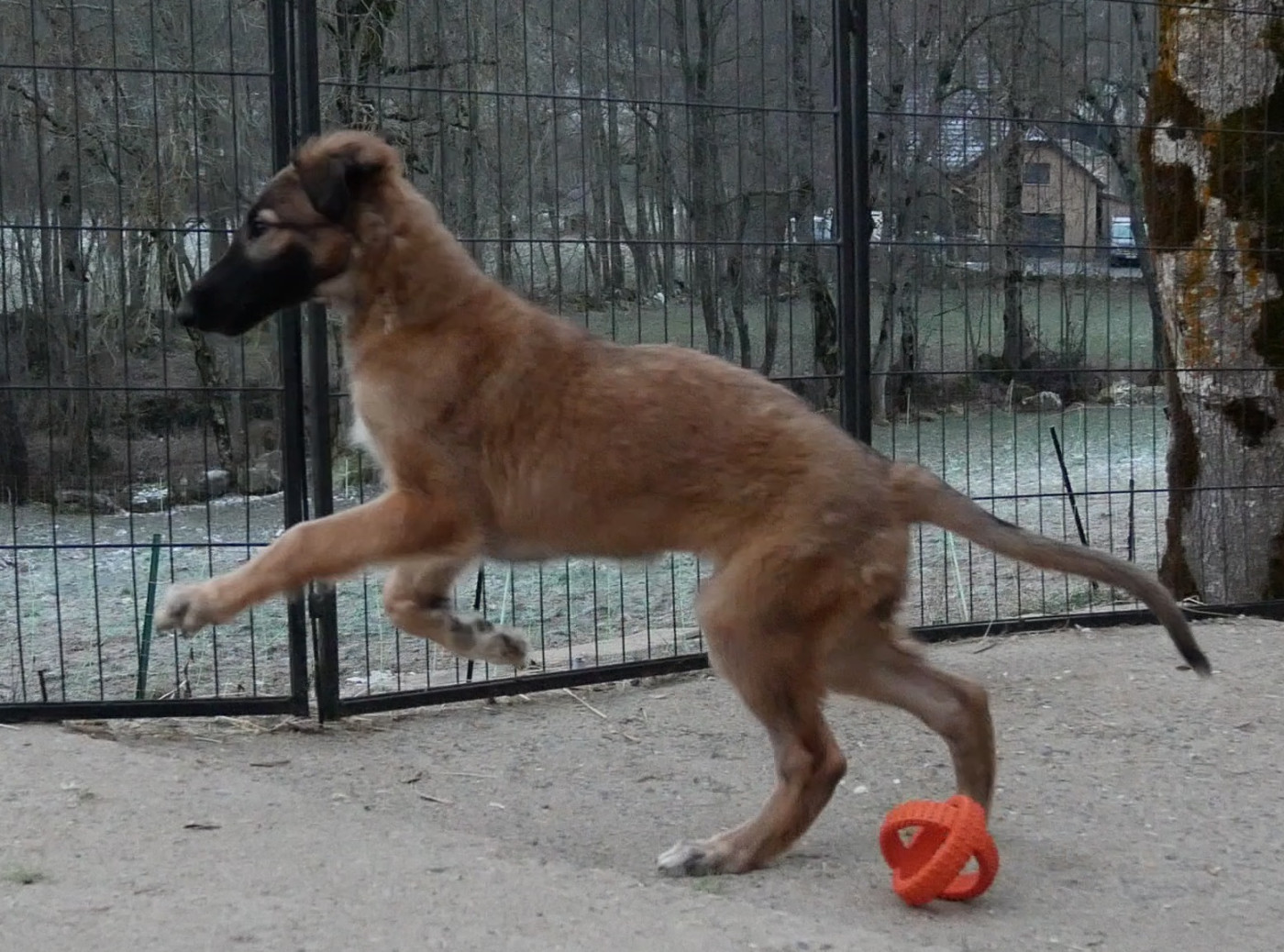 Chiot Barzoi Du moulin lointain