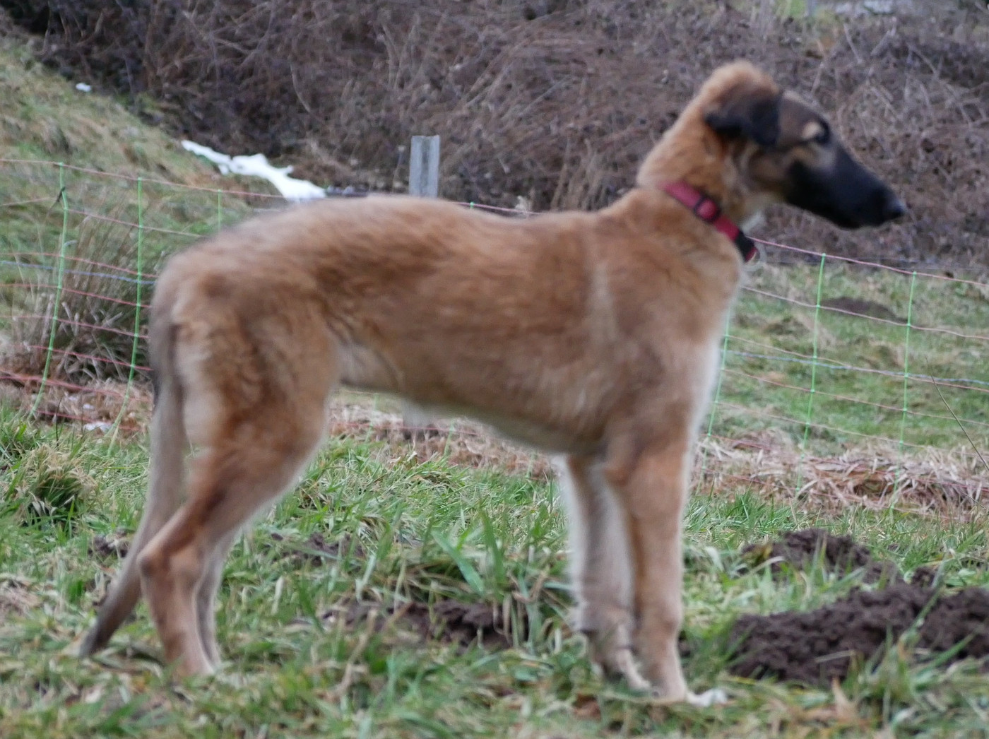 Du moulin lointain - Chiots disponibles - Barzoi