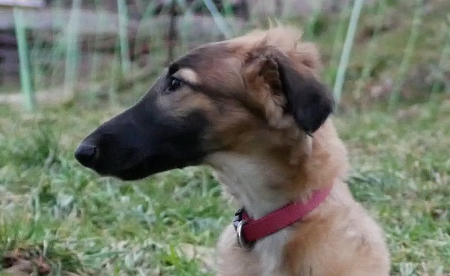 Du moulin lointain - Chiots disponibles - Barzoi