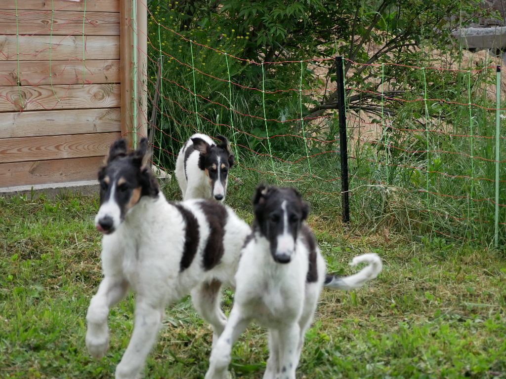 Chiot Barzoi Du moulin lointain