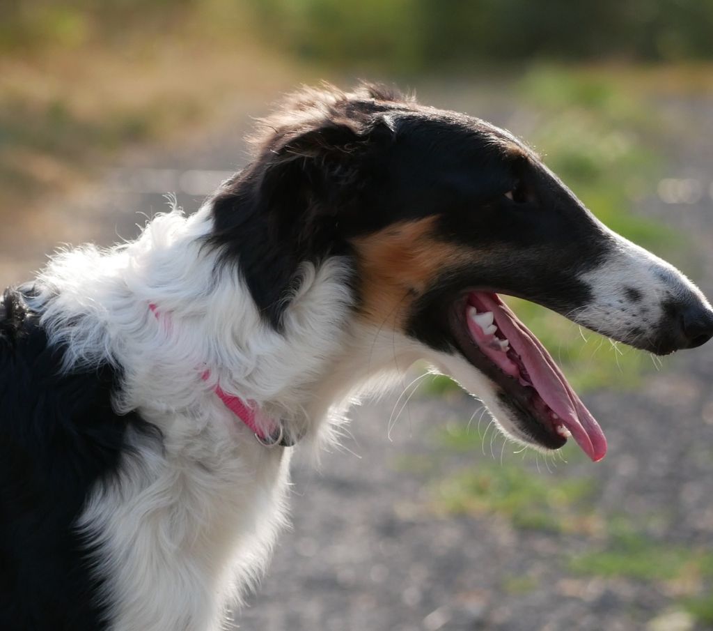 Du moulin lointain - Chiots disponibles - Barzoi